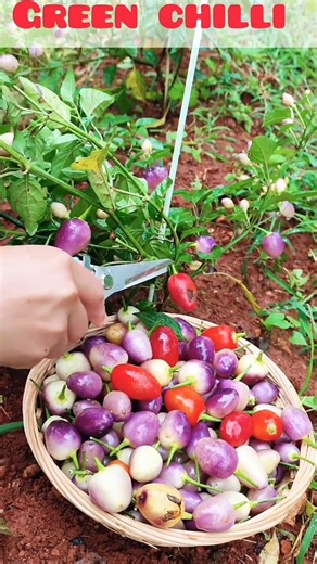 green chilli picking #shorts #farming #harvesting