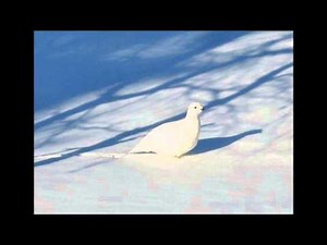 Riekko ääntelehtii