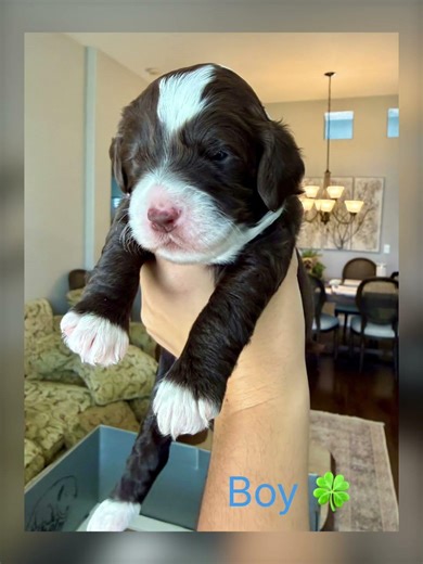 Our sweet little Lucky Charms 🍀 are officially two weeks old and growing more magical by the day.