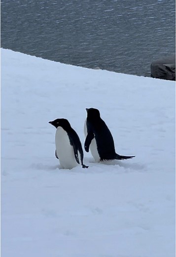 Cuteness Overload: Adélie Penguins in Antarctica