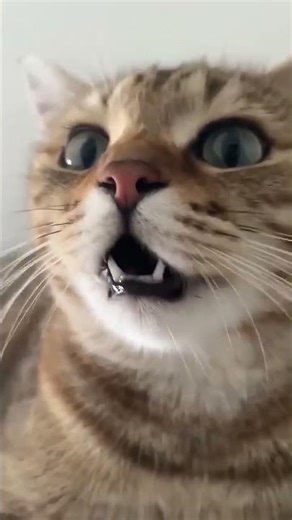 This Cat's LOUD Meow Will Make You Jump! 😹
