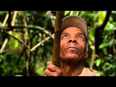 Part 1 - Harvesting of Cacao pods