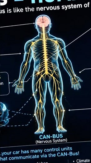 CAN Bus Explained Like the Human Nervous System | How Cars Communicate