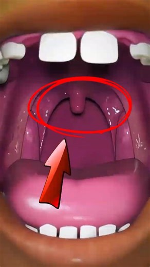 Why Your Uvula Is Actually Important? #bodyfacts #shorts #ScienceFacts