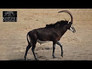 The Majestic Sable Antelope: A Closer Look