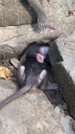 Cute Baby Monkeys: Adorable Moments Captured