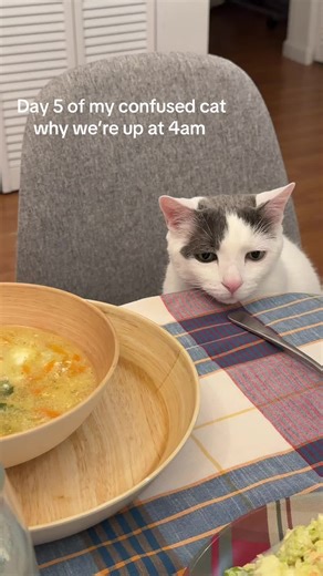 A Muslim Cat's Confusion During Ramadan