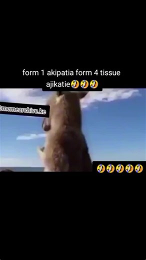 Kangaroo Life: A Glimpse into Nature's Wonders