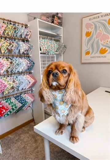 Is anyone else ridiculously overly ambitious in the little goals they set for themselves or is it just me? I’m not sure I’ll ever have enough hours in the day!! I’m working on getting acrylic template orders in the mail, so hang tight and please be patient if you’re waiting for your order to ship! Hoping to have spring bandanas out in the next week or so. Follow along for more updates! #dogmom #dogaccessories #doglovers #dogbandana #dogsoftiktok