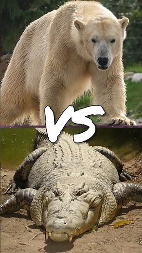 Crocodile vs Polar bear #shorts