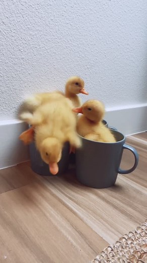 Adorable Baby Ducks on a Scale of Cuteness!