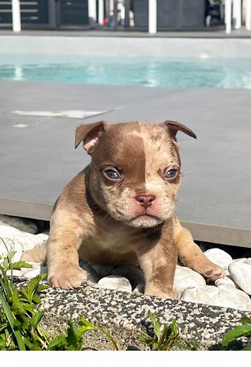 Exotic Bully Puppy Transformation Journey