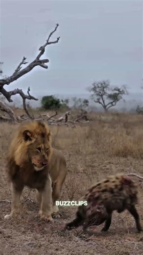 Leopard fears Hyena, but the King Lion fears none #shorts #lion#tiger #wildlife