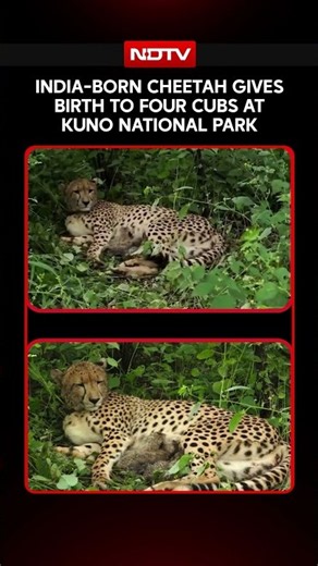 India-Born Cheetah Gives Birth to Four Cubs at Kuno National Park