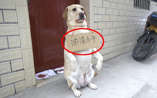 拉布拉多工作犬的正确用法，秒变生活小助手，路人直呼这狗太值了