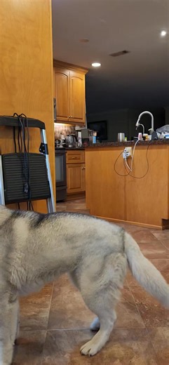 MoReen has fallen in love with her dental stick. See her in this video jumping for joy! | Tom Henderson