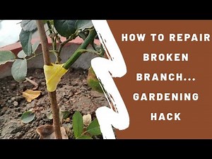 How to repair broken branch || learn easy plant hacks with sounds organic..
