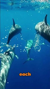 5 Random Animal Facts You Definitely Didn’t Know – Part 3 🐾🤯 #shorts #animals #animalfacts #funny