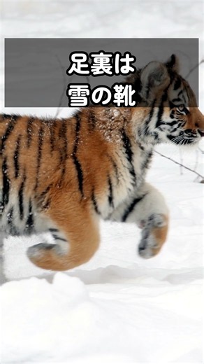 【天然のスノーシュー】雪の上でも足音ゼロ!? アムールトラの肉球の秘密🐾 #動物 #雑学 #ドキュメンタリー