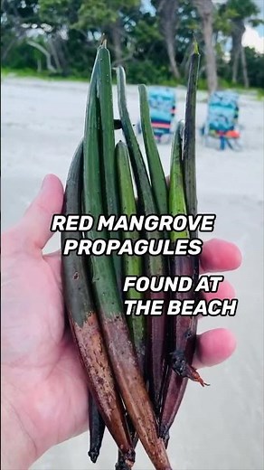 Growing Red Mangrove Propagules found at the beach in Florida. 💚 🌱 😊
