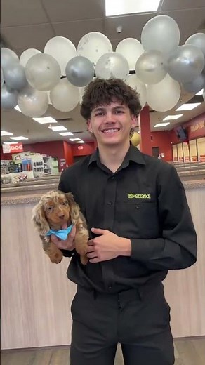 🐾 Come Meet Your Perfect Puppy at Petland Miami! ✨ Cute Puppies for Sale in Kendall, FL 🐶💕