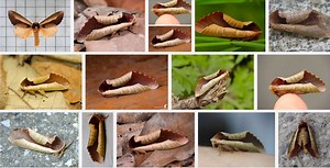 Moth looks like a dead leaf