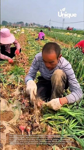 Farming for beginners: a simple guide to harvesting garlic