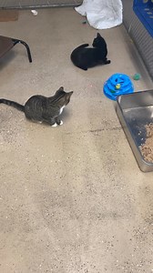 3.6K views · 72 reactions | Looking for a cute boy that loves the laser pointer? Look at Lampurrghini’s hunting skills. No toy mouse is safe with him in the house. Flash is also a quiet hunter when it comes to his toys and the laser pointer. | Stray Haven | Facebook