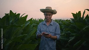 The smart farmer concept using a smartphone in tobacco plantation during the evening, modern technology in agricultural growing activities
