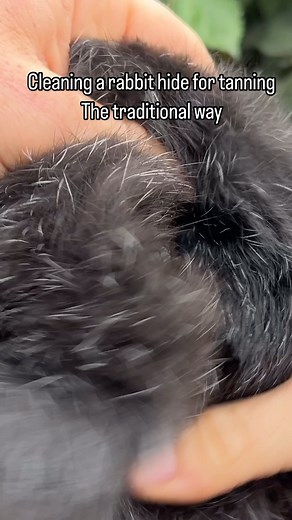 Seth Larsen on Instagram: "How I flesh rabbit hides using traditional stone tools to prepare them for tanning. Fur is an incredible largely forgotten resource. Renewable, biodegradable, sustainable, and warm even when wet, it’s really too bad modern clothing markets favor synthetic petroleum based material over nature’s perfectly designed insulation. #rabbits #fur #survival #homesteading"