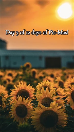 Day 3: Sundown at the Sunflower Field. Nothing more magical than a summer sunset at a sunflower field! Cecil,WI #sunrise #sunset #sunflower #deanostudios #photography