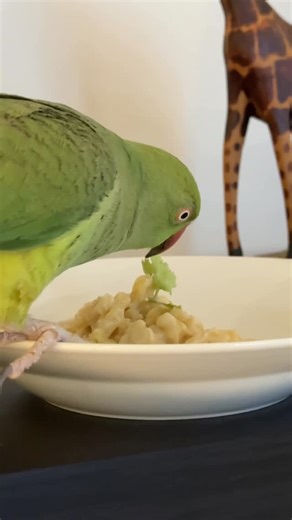 Rumi, Yoshi & Cosmos on Instagram: "Check out the @birdtricksofficial natural feeding system which includes the cookbook for birds, holiday recipes and sharing the table with your bird! Rumi LOVED this macaroni and cheese 😍🤌 #birdsofinstagram #parrotsofinstagram #birdvideos #birdstagram #birdtricks #operabird #whatdo #aviannutrition"