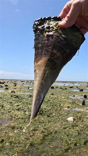 MASSIVE: Razor Clams In S Australia