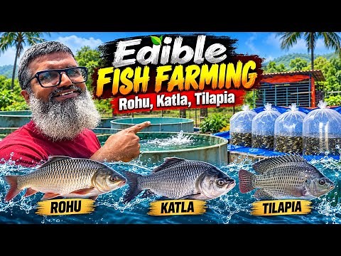 Edible Fish Farming in Maharashtra | Catla, Rohu, Tilapia & More | Hans Aquaculture, Kolad