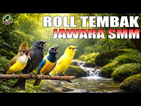 🔴 Live Masteran Jawara SMM Nembak Ngeroll Panjang Spesalis Tiket Mobilan Siap Jadi Juwara Nasional