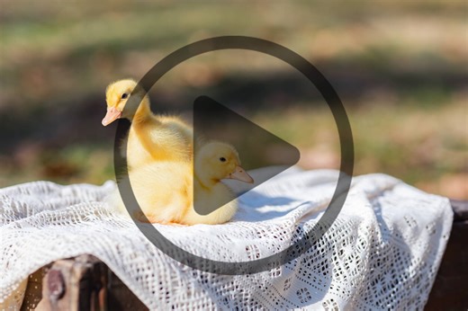 How to Care for Baby Ducks – Mother Earth News