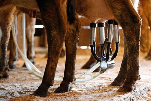A newborn's death likely linked to the mom drinking raw milk while pregnant