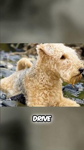 Meet the Lakeland Terrier - True Terriers With Big Heart