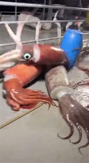 Night “Squid Storm” on a Fishing Vessel: Giant Squid Rain Onto the Deck