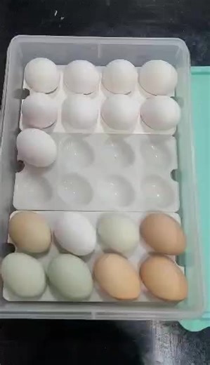 This is Michell explaining the Snack Stor Large with Egg Inserts Our versatile large food storage container is perfect for storing rolled sandwiches and wraps in the fridge, and now we're adding 3 egg inserts to keep up to 24 eggs fresh. This rectangular food storage container is also ready to go with you to parties or buffets. The airtight seal not only keeps everything fresh; it allows you to stack other storage products on top without damaging the container's contents. Includes: rectangular c