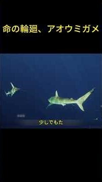 命の輪廻、アオウミガメ