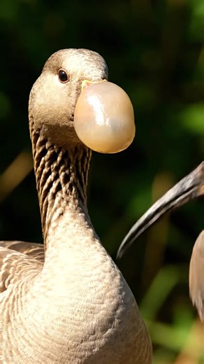 Exploring AI in Animal Behavior Insights