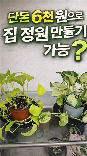 자취생 필수 시청! 스킨답서스 6천 원으로 화분 10개 만드는 법 (무한증식🔥)