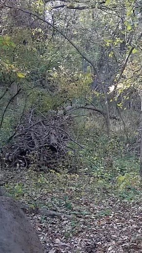 101K views · 2.3K reactions | Tiny BUCK Checking On CAMERA!!! | Camera In The Woods | Facebook