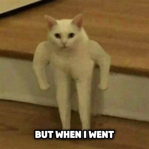 WHO IS THIS?! #cat #funny #memes