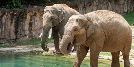 Smithsonian’s National Zoo to welcome first Asian elephant calf in nearly 25 years