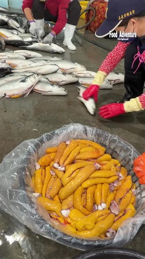 Discovering Moli Fish: A Unique Pet