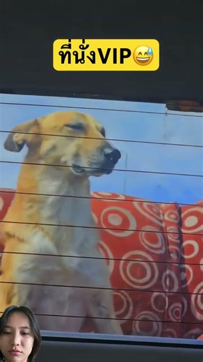 VIP seats #dog #funny #cutedog #pets #animals #vip #shorts #youtubeshorts #remix #cute #funny