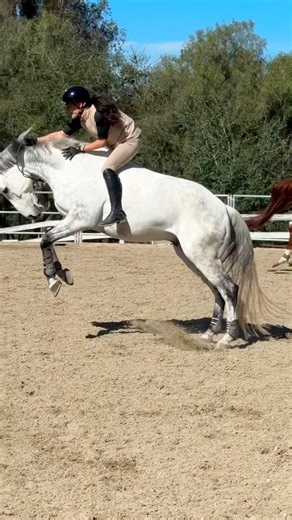 Nice Stunt😱😅 #viralreels #fbreels #trendingreels #fyp #Trending #trendingpost #Amazing #equestrian #horse #horseriding ctto: melnasab | Isabella Cavaliere