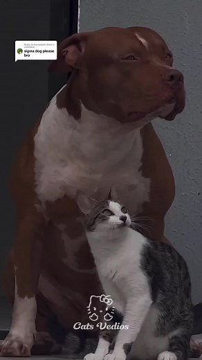 Replying to @Konstantin Simic Spotify playlist in bio🔊🔥#foryoupage #fyp #phonk #funk